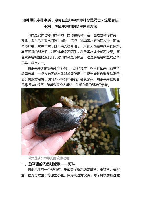 河蚌可以净化水质，为何在鱼缸中养河蚌总是死亡？这是养法不对，鱼缸中河蚌的简单饲养方法