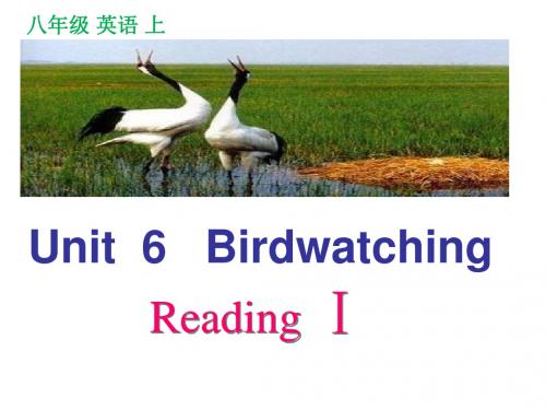 译林牛津版8A unit 6 Birdwattching Reading I教学课件共15张PPT