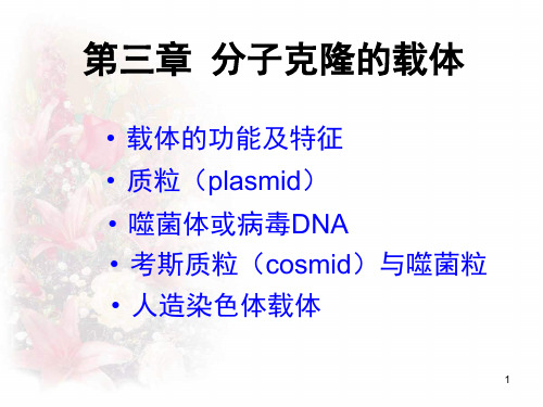 第三章 分子克隆的载体