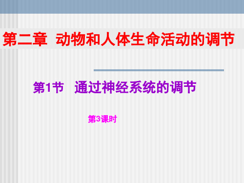 生物高中必修2第二章第一节通过神经系统的调节 第三课时课件2