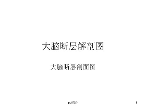 大脑结构图图例 ppt课件