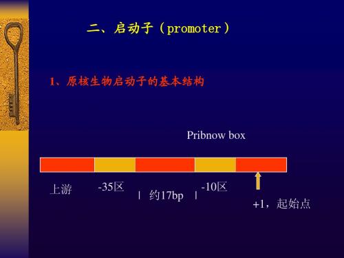 分子生物学讲座(5)