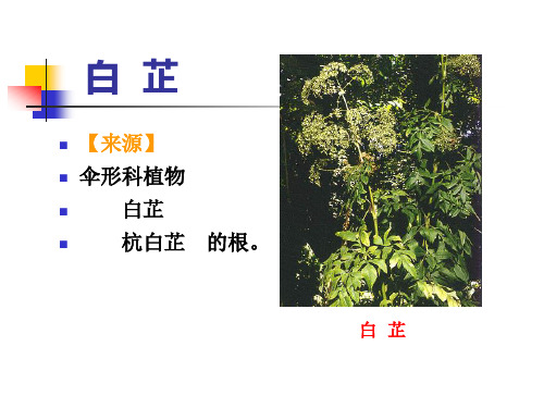 根及根茎类中药【31页】