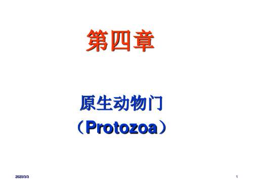 原生动物门海绵Protozoa.ppt