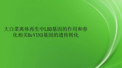 大白菜离体再生中LBD基因的作用和春化相关BrVIN3基因的遗传转化