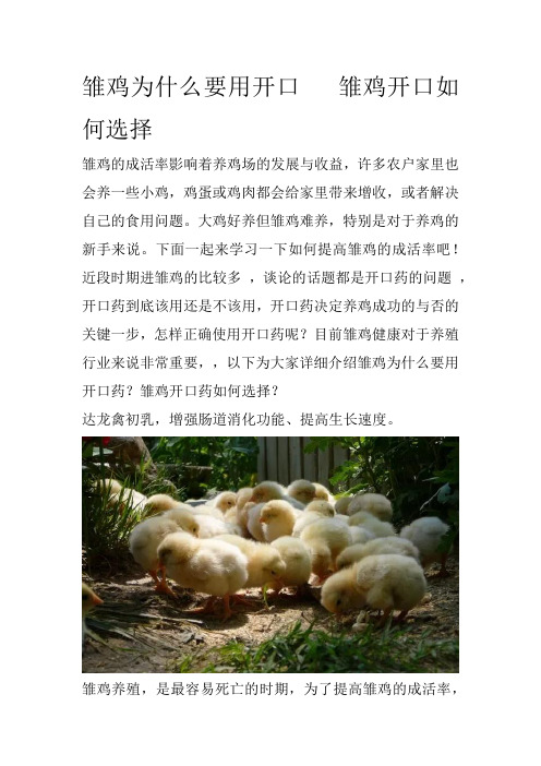 雏鸡为什么要用开口   雏鸡开口如何选择