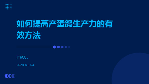 如何提高产蛋鸽生产力的有效方法