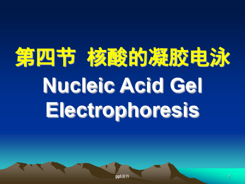 分子生物学实验技术(核酸的凝胶电泳)  ppt课件