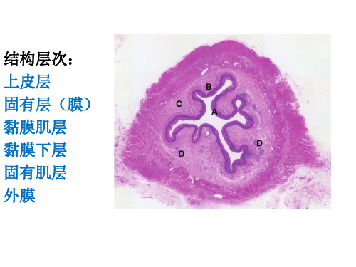 早期食管病变串讲