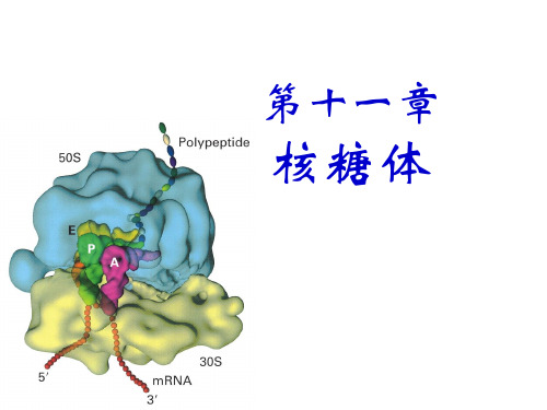 第十一章核糖体