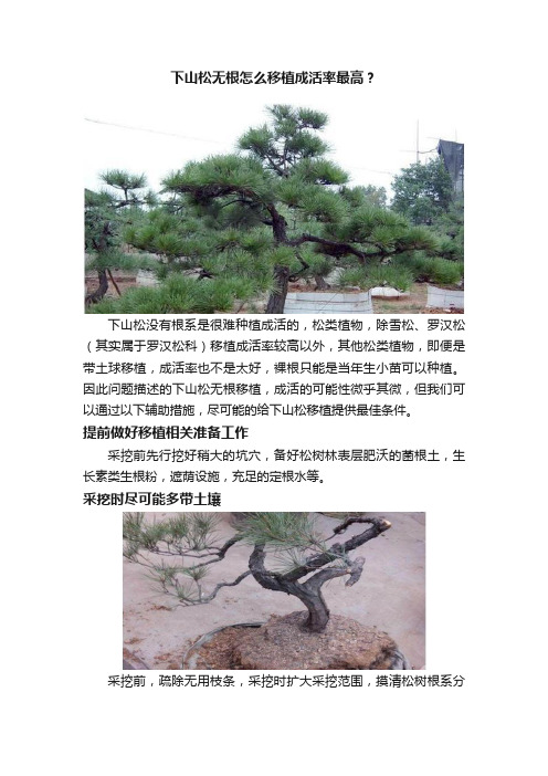 下山松无根怎么移植成活率最高？