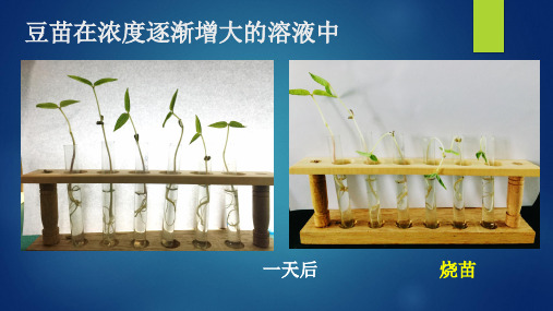 探究细胞的吸水和失水条件初中生物课件