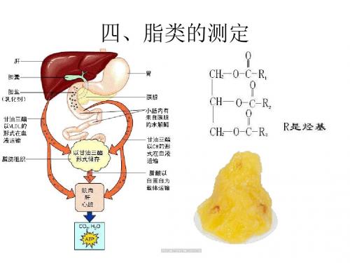 四、脂类的测定11.16