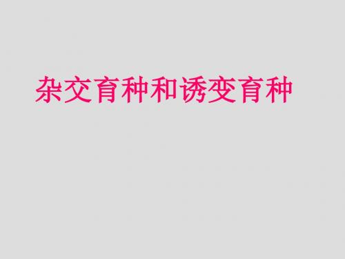 杂交育种和诱变育种 PPT课件1 人教课标版