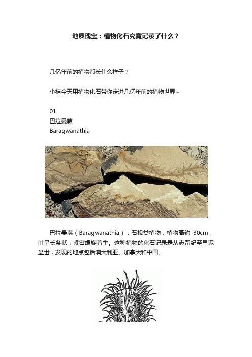 地质瑰宝：植物化石究竟记录了什么？