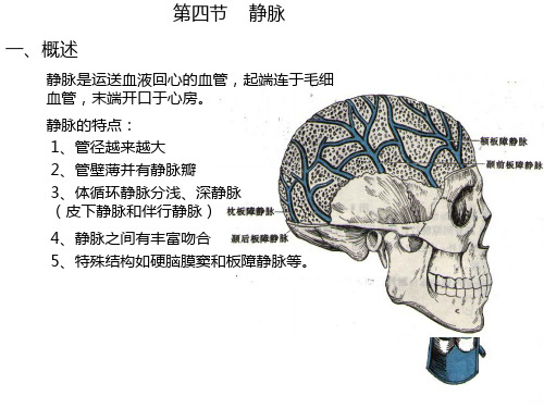 人体解剖学——静脉PPT课件