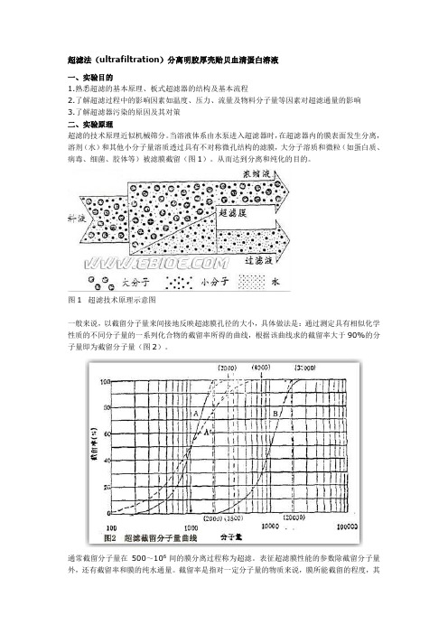 超滤法(ultrafiltration)分离明胶厚壳贻贝血清蛋白溶液