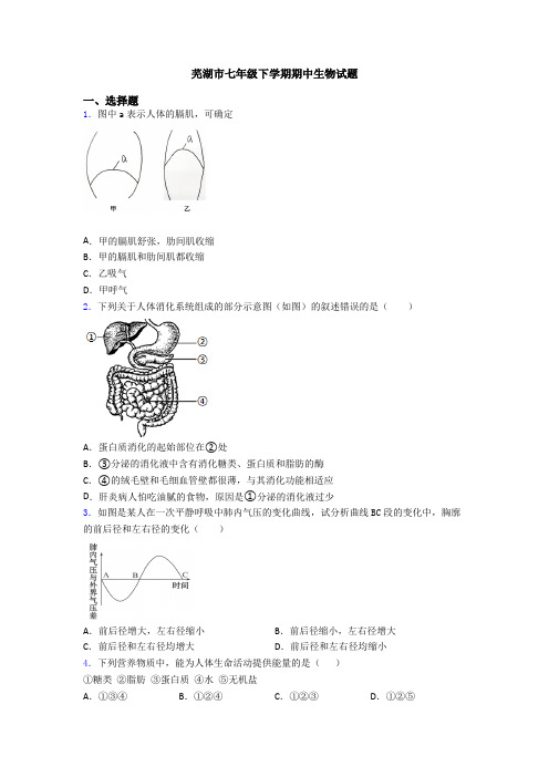 芜湖市七年级下学期期中生物试题