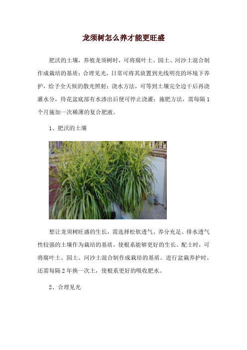 龙须树怎么养才能更旺盛