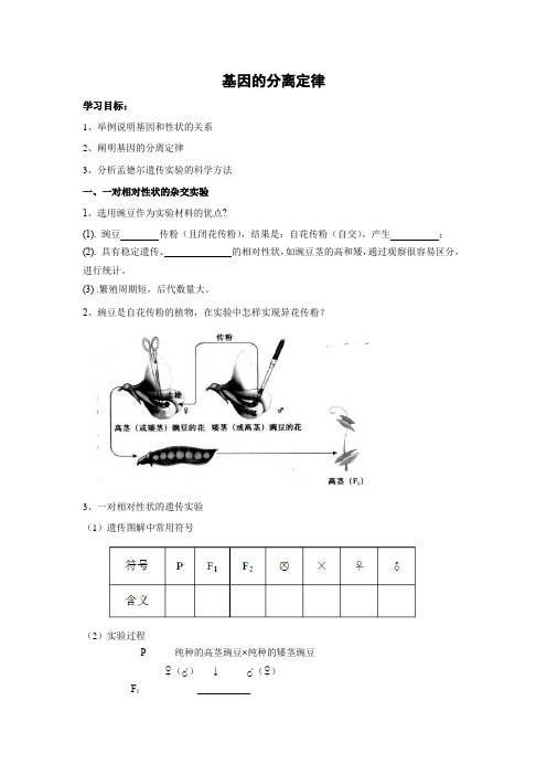 学案8：基因的分离定律