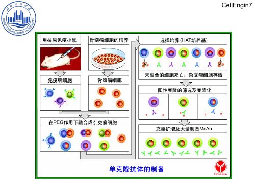 生物专业英语PPT课件