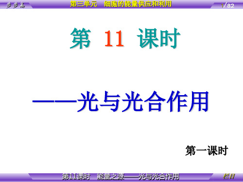 第11课时能量之源——光与光合作用PPT课件