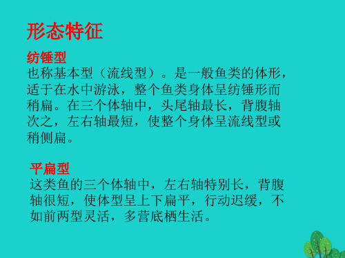 八年级生物上册 第七单元 第一章 第四节 鱼类 形态特征课件 鲁科版五四制