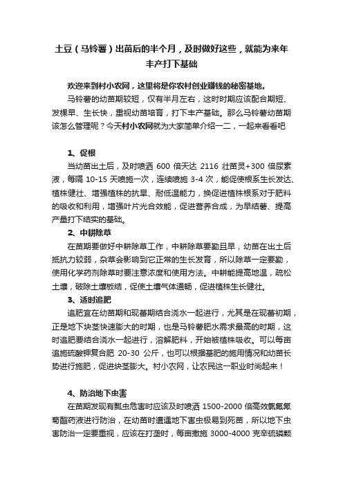 土豆（马铃薯）出苗后的半个月，及时做好这些，就能为来年丰产打下基础