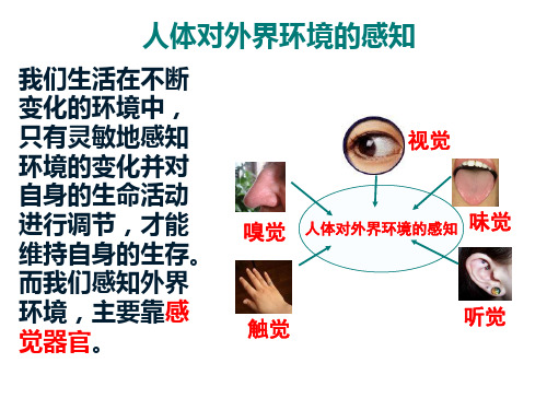 1221感受器和感觉器官-眼课件-广东省廉江市实验学校北师大版七年级生物下册(共28张PPT)