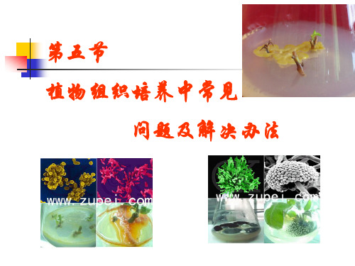 1-5 植物组织培养中常见问题及解决办法