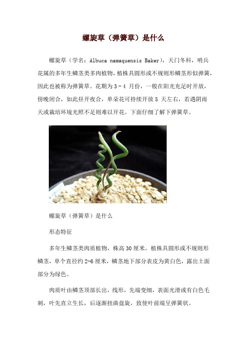 螺旋草(弹簧草)是什么