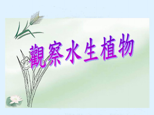 科教版三年级科学课件-观察水生植物