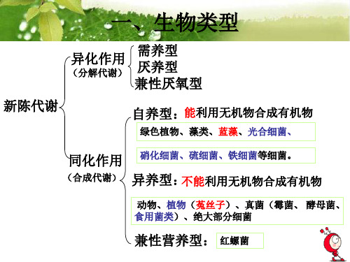 光合作用一色素的提取和分离