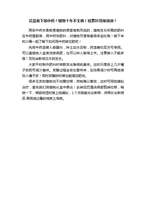 花盆底下加中药！植物十年不生病！枝繁叶茂绿油油！