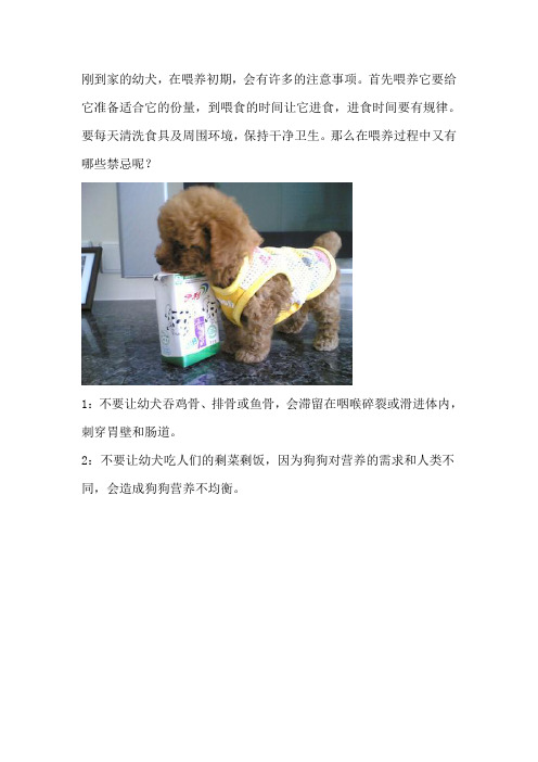 养狗必知：刚到家的幼犬喂养的四个禁忌