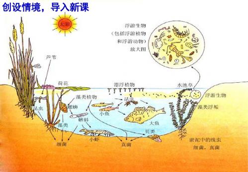 人教版必修3第四章第三节群落的结构-种间关系(共18张PPT)