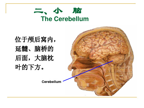 16小脑和间脑