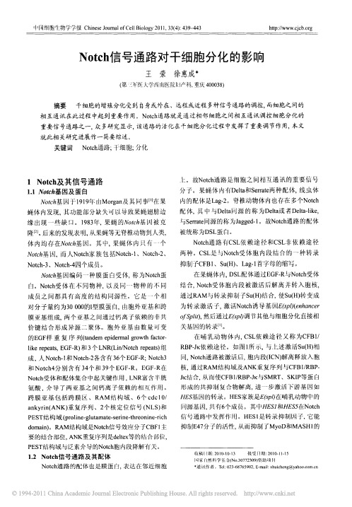 Notch信号通路对干细胞分化的影响