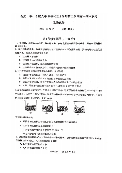 2018-2019学年安徽省合肥市一中、合肥六中高一下学期期末联考生物试题扫描版含答案