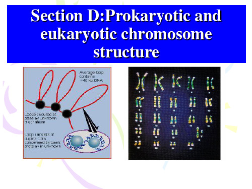 原核生物与真核生物染色体区别(全英文教学)