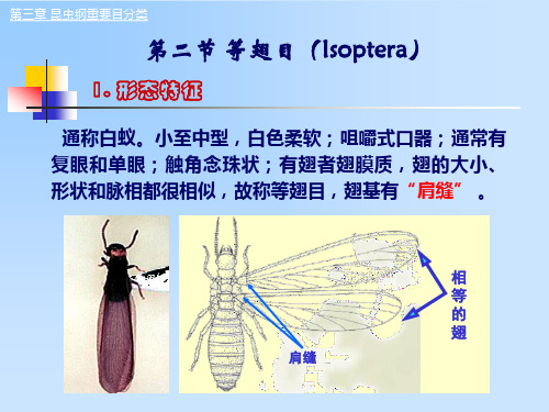 昆虫纲重要目分类