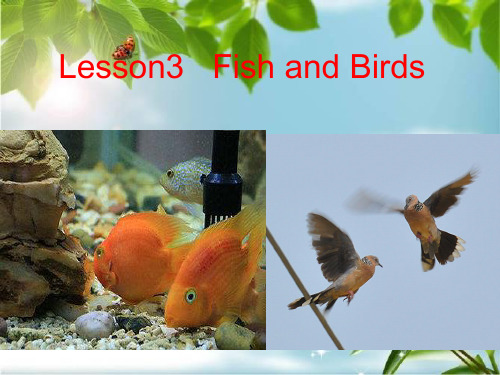 冀教版(三起) 三级下册英语《Lesson 3 Fish and Birds》  (共24张PPT)