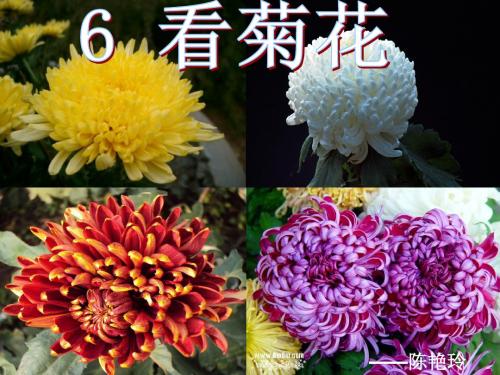 苏教版一年级上册  6 看菊花