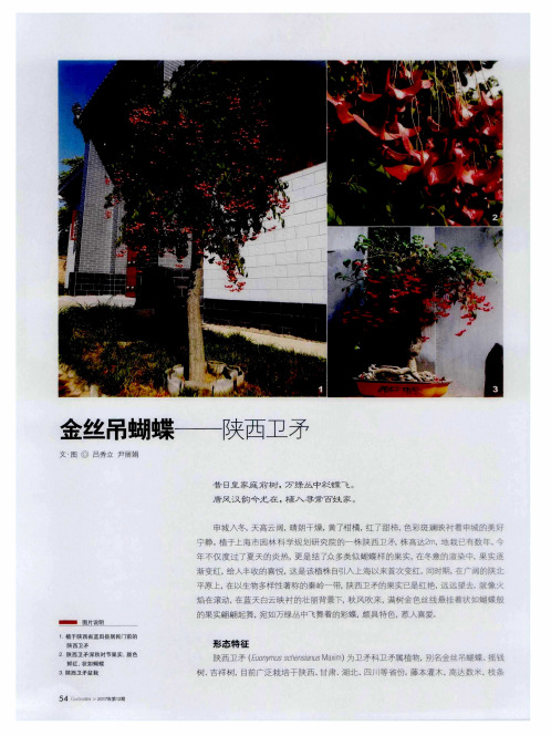 金丝吊蝴蝶—陕西卫矛