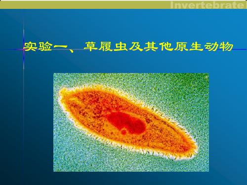 实验一、草履虫及