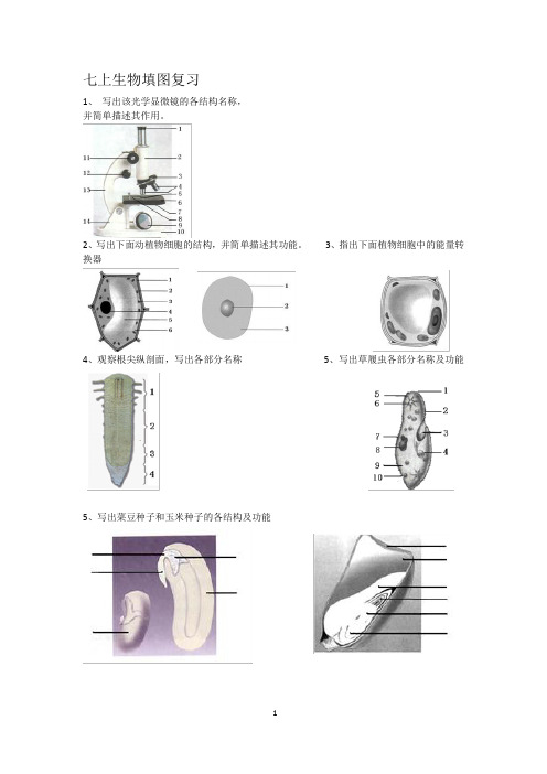 七上生物填图复习