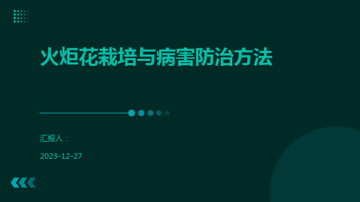 火炬花栽培与病害防治方法