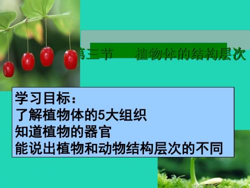 七年级生物上册2.2.3《植物体的结构层次》课件(22张ppt)(新版)新人教版