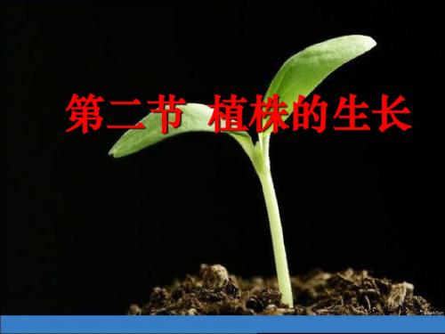 七年级生物上册第二节 植株的生长 PPT课件