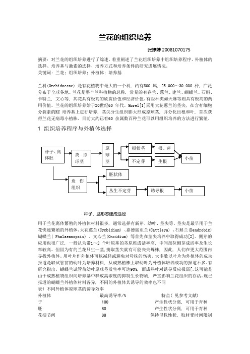 兰花的组织培养